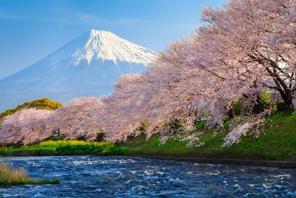 A tree with a mountain in the background

Description automatically generated