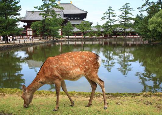 A deer standing next to a body of water

Description automatically generated